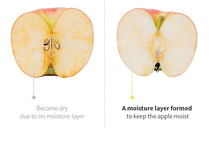 Shea Butter And Coconut Hand Cream - 50g