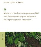 Mugwort Essence - 2018 Version - 160ml