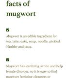 Mugwort Essence - 2018 Version - 160ml