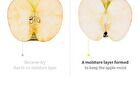 Shea Butter & Coconut Body Lotion - 250ml