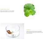 coxir Green Tea pH Clear Foam Cleanser - 150ml
