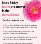 Rose Collagen Mist Serum - 100ml
