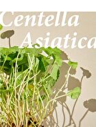 Essence Jumbo - 12 Types - Soondy Centella Asiatica