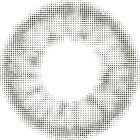 Lilmoon 1 Day Color Lens Smokey Gray 10 pcs - P-8.50 (10 pcs)