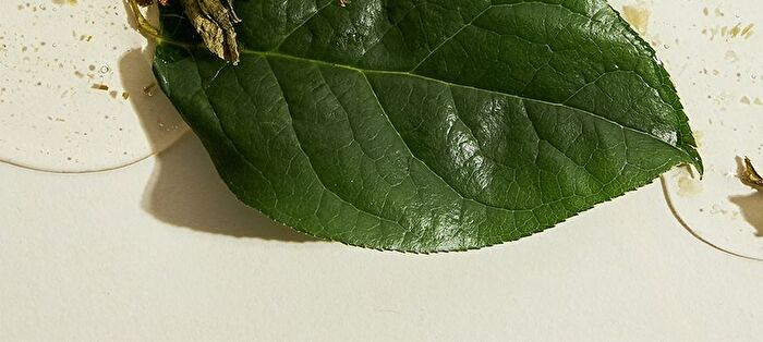 Green Tea Serum - 80ml