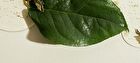 Green Tea Serum - 80ml