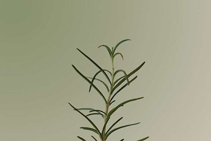 Aromatica Rosemary Scalp Scaling Shampoo - 180ml