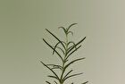 Aromatica Rosemary Scalp Scaling Shampoo - 180ml