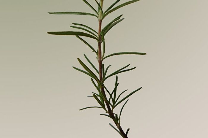 Aromatica Rosemary Scalp Scaling Shampoo - 180ml