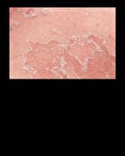 Cato Cream - 80ml