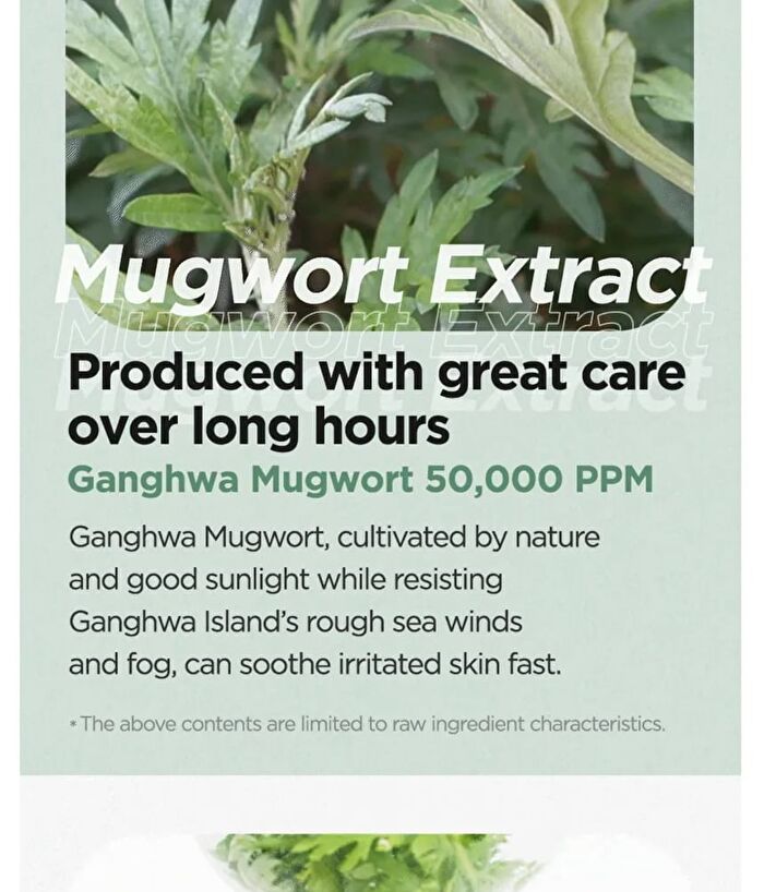 Mugwort Calming Cream - New Version - 50ml