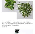 Synergy Oil - 5 Types - Unburden