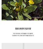 SKIN1004 Madagascar Centella Hyalu-Cica First Ampoule - 100ml