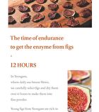 I\'m from Fig Scrub Mask Mini - 2022 Version - 30g