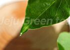 Green Tea Fresh Serum - New Version - 50ml