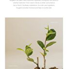 Beauty of Joseon Calming Serum - Renewal - 30ml