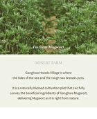 Mugwort Gel Cleanser - 2022 Version - 150ml