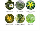 VitaminC 100 Moist Face Mask - 30 pcs