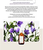 Light It Up Essener - 100ml