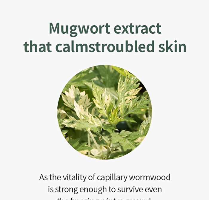 Mugwort Calming Ampoule - New Version - 50ml