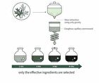 Mugwort Calming Ampoule - New Version - 50ml