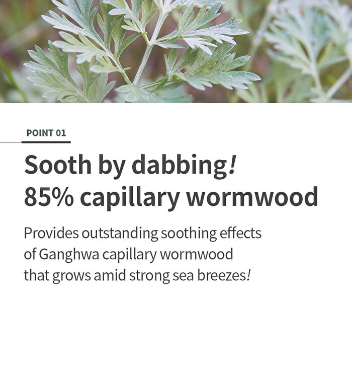 Mugwort Calming Ampoule - New Version - 50ml