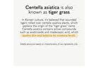 Centella Asiatica Extract Toner Mini - 40ml