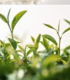 Nard Body Lotion - 4 Types - Tea Tree Rosemary