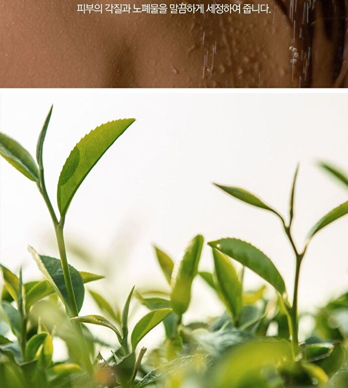 Nard Body Wash - 4 Types - Tea Tree Rosemary