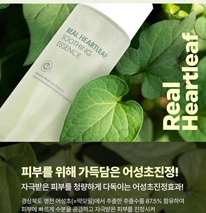 Dermalogy Real Heartleaf Soothing Essence - 150ml