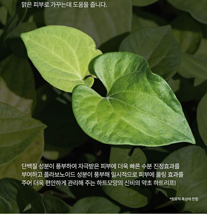 Dermalogy Real Heartleaf Soothing Essence - 150ml