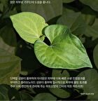 Dermalogy Real Heartleaf Soothing Essence - 150ml