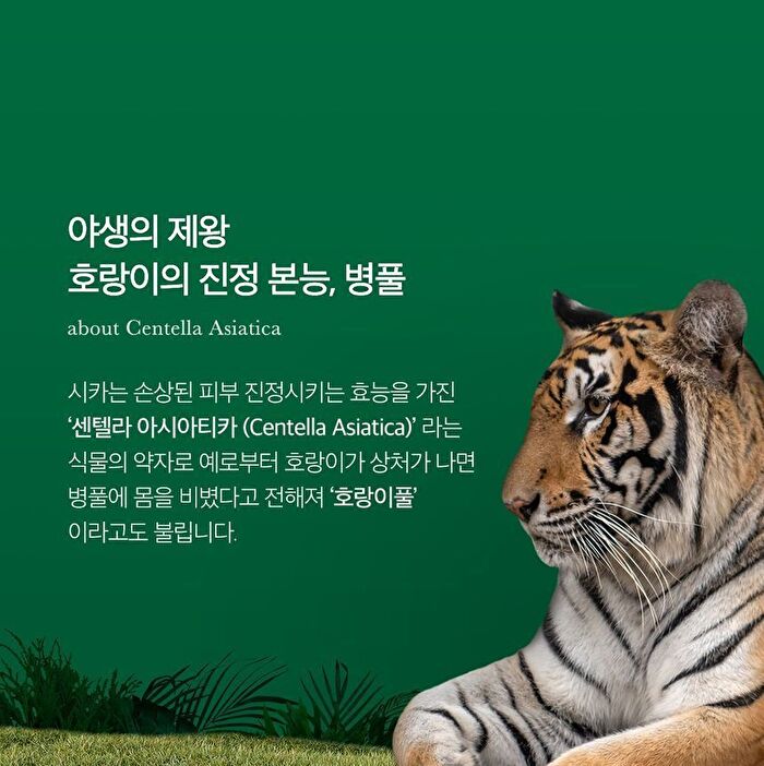 Super Cica Daily Quick Mask - 30 sheets