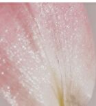 Highlighter - 5 Colors - #01 Dewy Moon