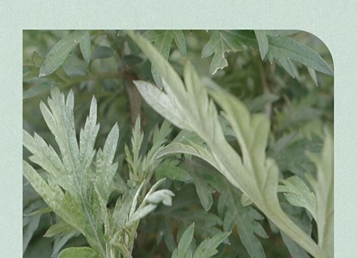 Mugwort Calming Clay Mask Mini - 20ml