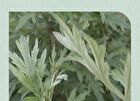 Mugwort Calming Clay Mask Mini - 20ml