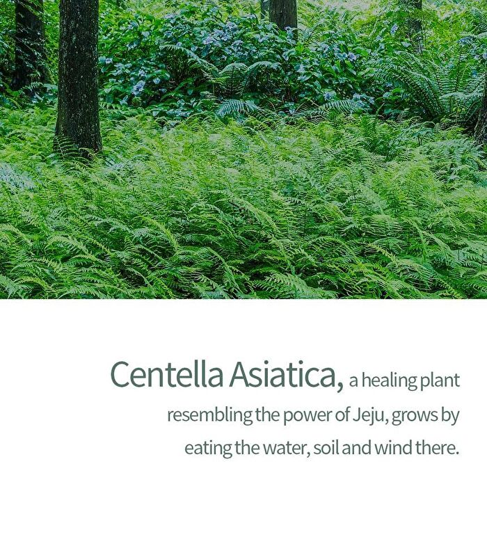 The Pure Jeju Cica 99 Mist - 100ml