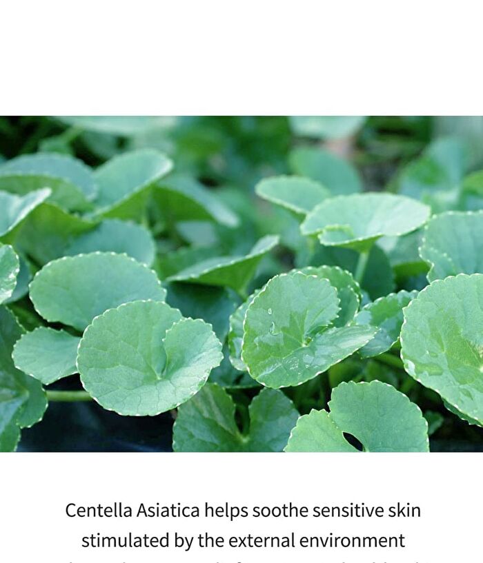 Centella Dressing Powder Bulk Up - 12ml