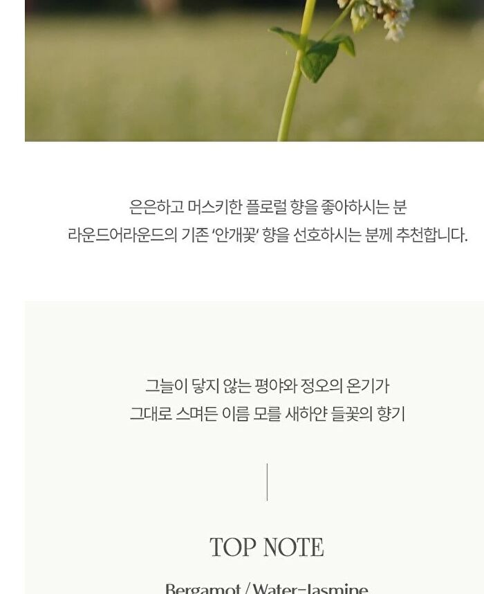 Forest Scented Body Scrub - 2 Types - #02 Unknown Cloud