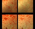 Exosome Repair Ampoule Plus - 40ml