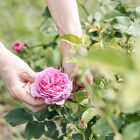 Botanical Organic Rose Moisturizer Glass - 100ml