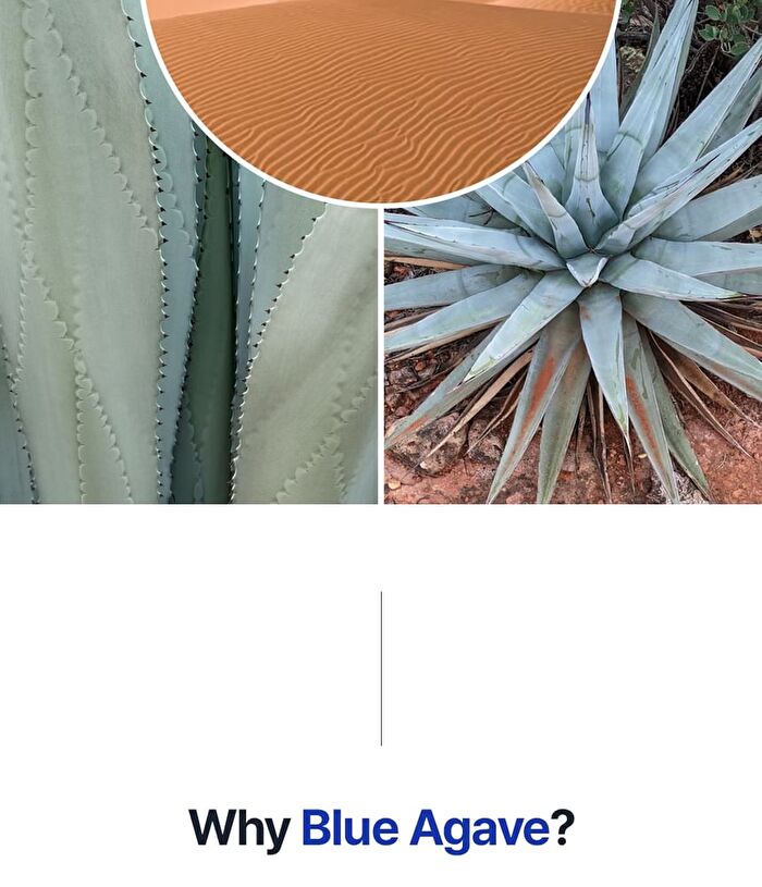 T\'else Blue Agave Hyaluronic Acid Mask Set - 5 sheets