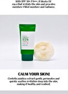 Cica Sun - 3 Types - Leports