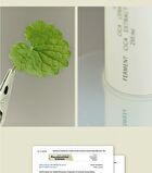 Cica Ceramide Toner - 250ml