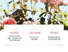 Natural Rose Essential Oil - 30ml
