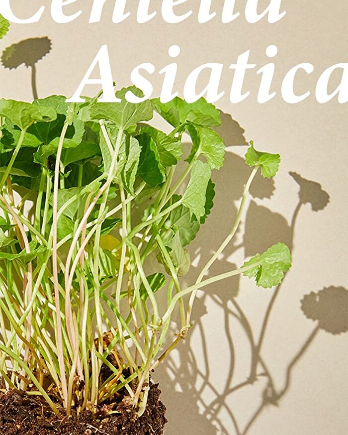 mixsoon Essence - 12 Types - Heartleaf