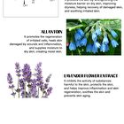 Truly Serum - 4 Types - Centella