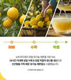 Real Organic Lemon 100% - 20g x 14 sticks