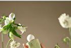 Puljim Tea Series Perfumed Moisturizing Hand & Nail Cream - 6 Types - Pine Needle Tea - 50g