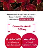 Foodology Coleology Cut PRO - 600mg x 60 tablets
